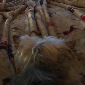 Meet your Posher, Donna